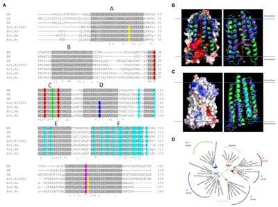 Assembly of Natively Synthesized Dual Chromophores Into Functional Actinorhodopsin